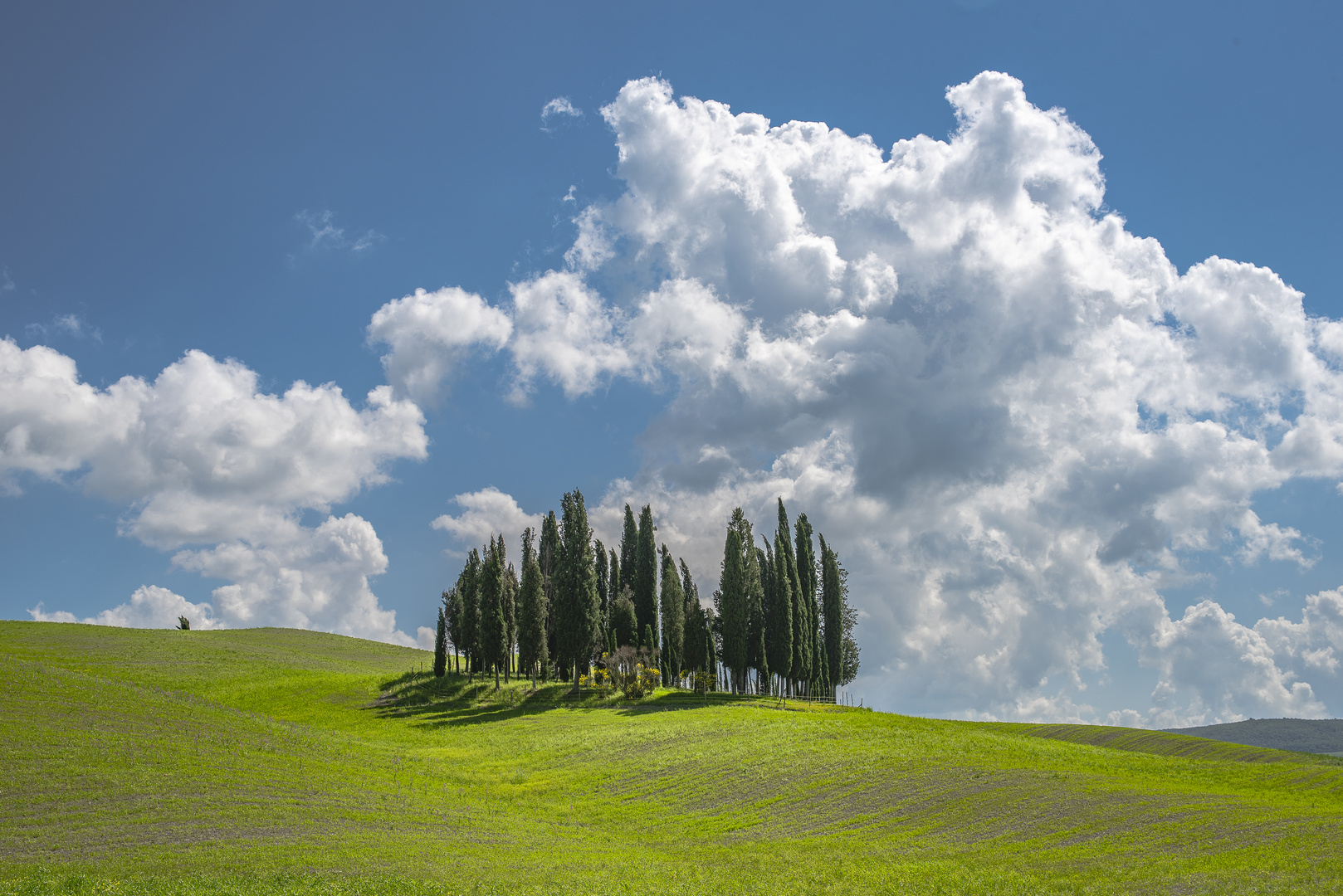 Toskana - Zypressenhain im Val d`Orcia