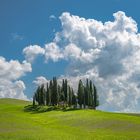 Toskana - Zypressenhain im Val d`Orcia