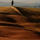 Toskanalandschaft in der Abendsonne