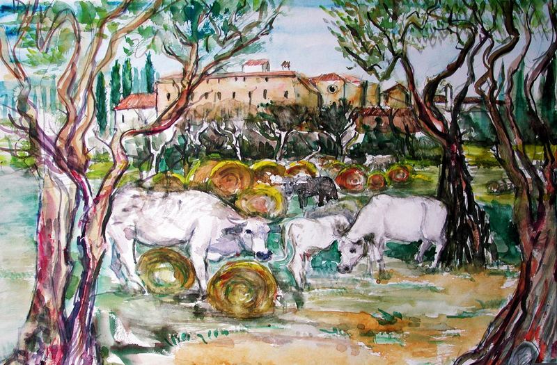 Toskanische Kühe