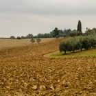Toskanische Landschaft (fast) ohne Zypressen - 3