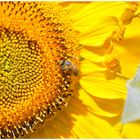 Toskanische "Sonnenblumenbiene"