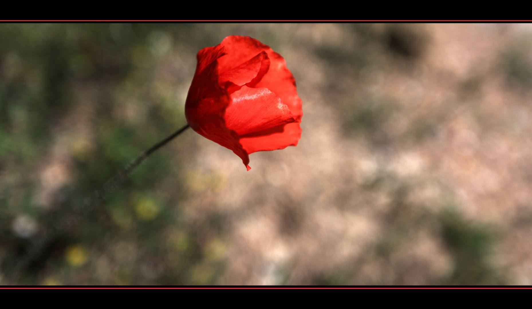 Toskanischer Mohn