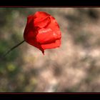 Toskanischer Mohn