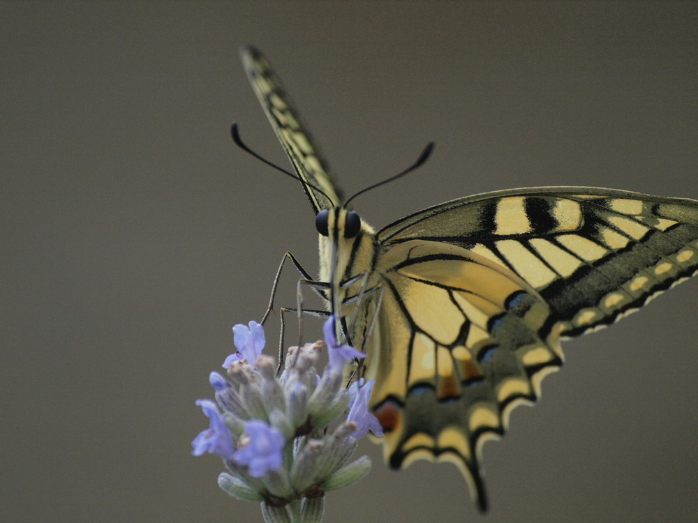 Toskanischer Schmetterling