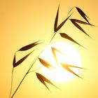 Toskanischer Sonnenaufgang mit störender Pflanze davor ;-)