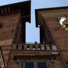 Toskanisches Haus mit Taube in Siena