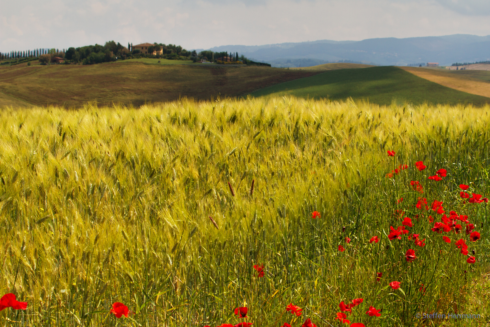 Toskanisches Kornfeld