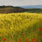 Toskanisches Kornfeld