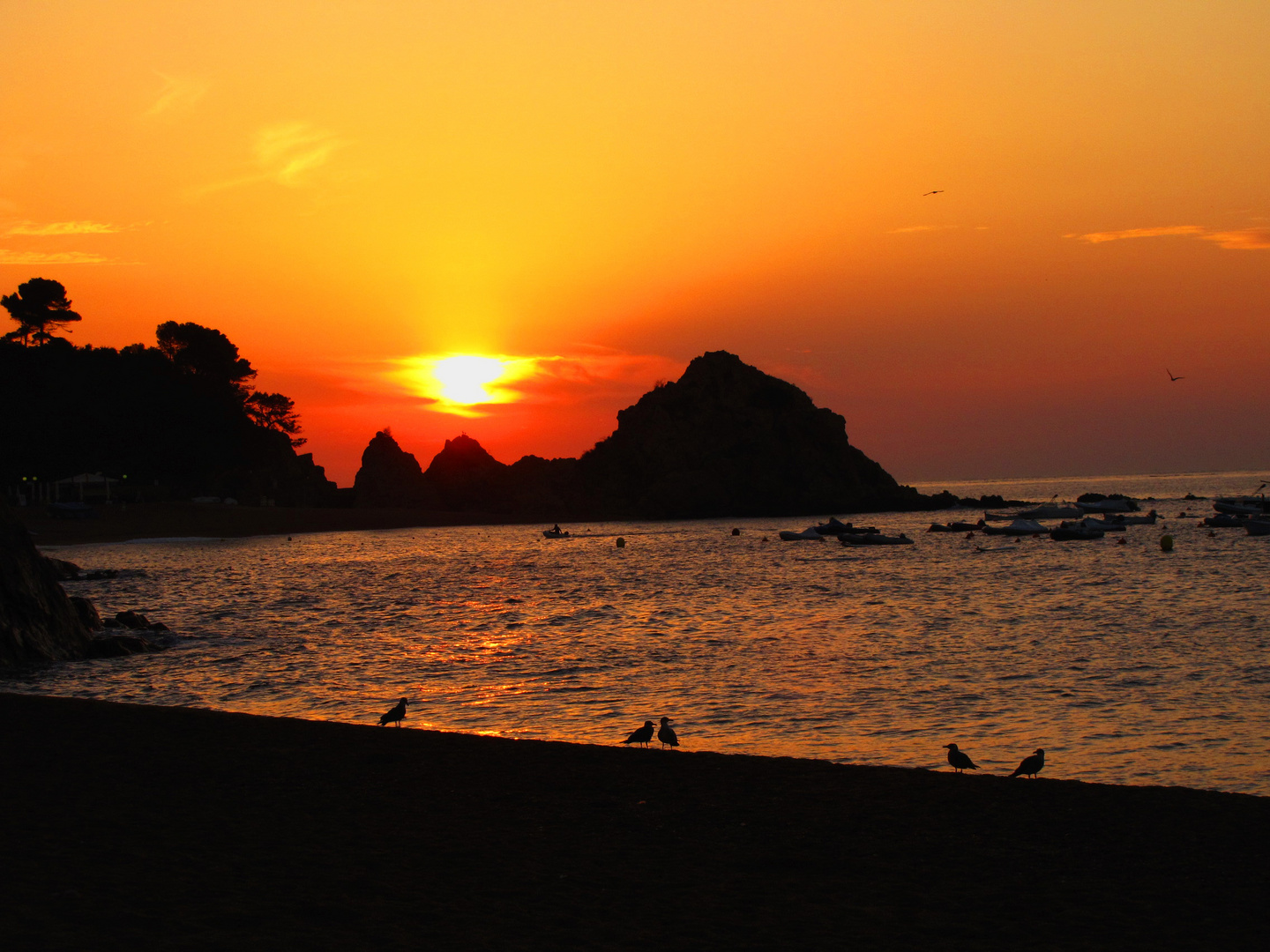 Tossa de mar