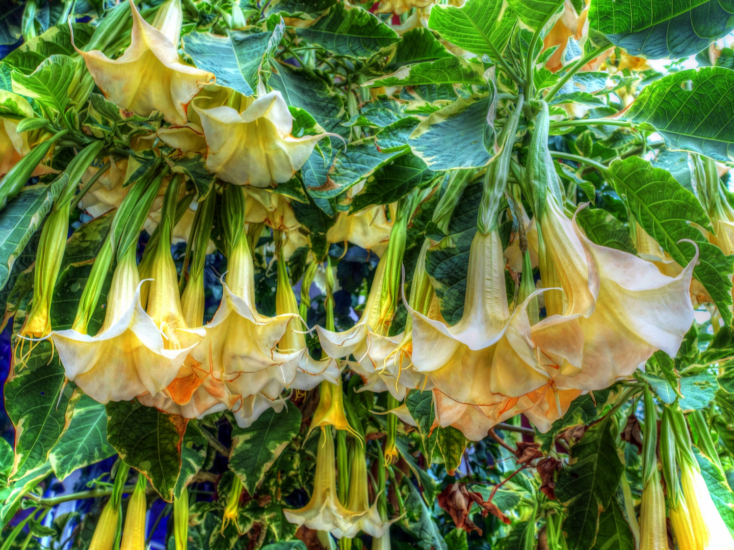 Tossa de Mar - flors a un jardí - La Selva