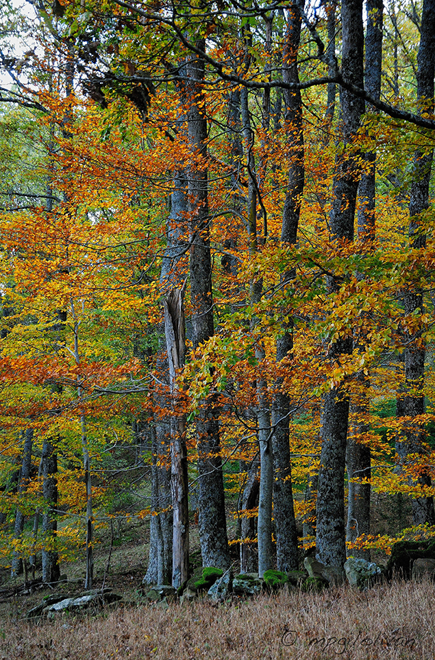 Tostado, ocre y amarillo...