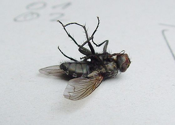 Tot auf meinem Notizblock.