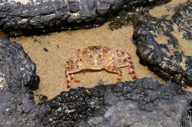 Tot einer Krabbe