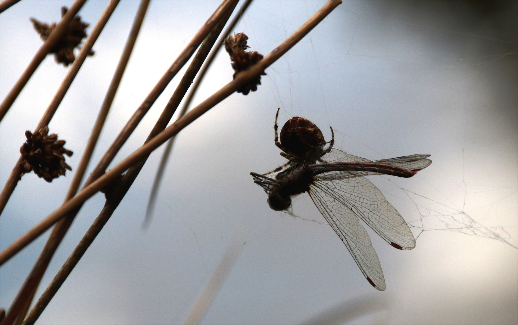 ° Tot einer Libelle °