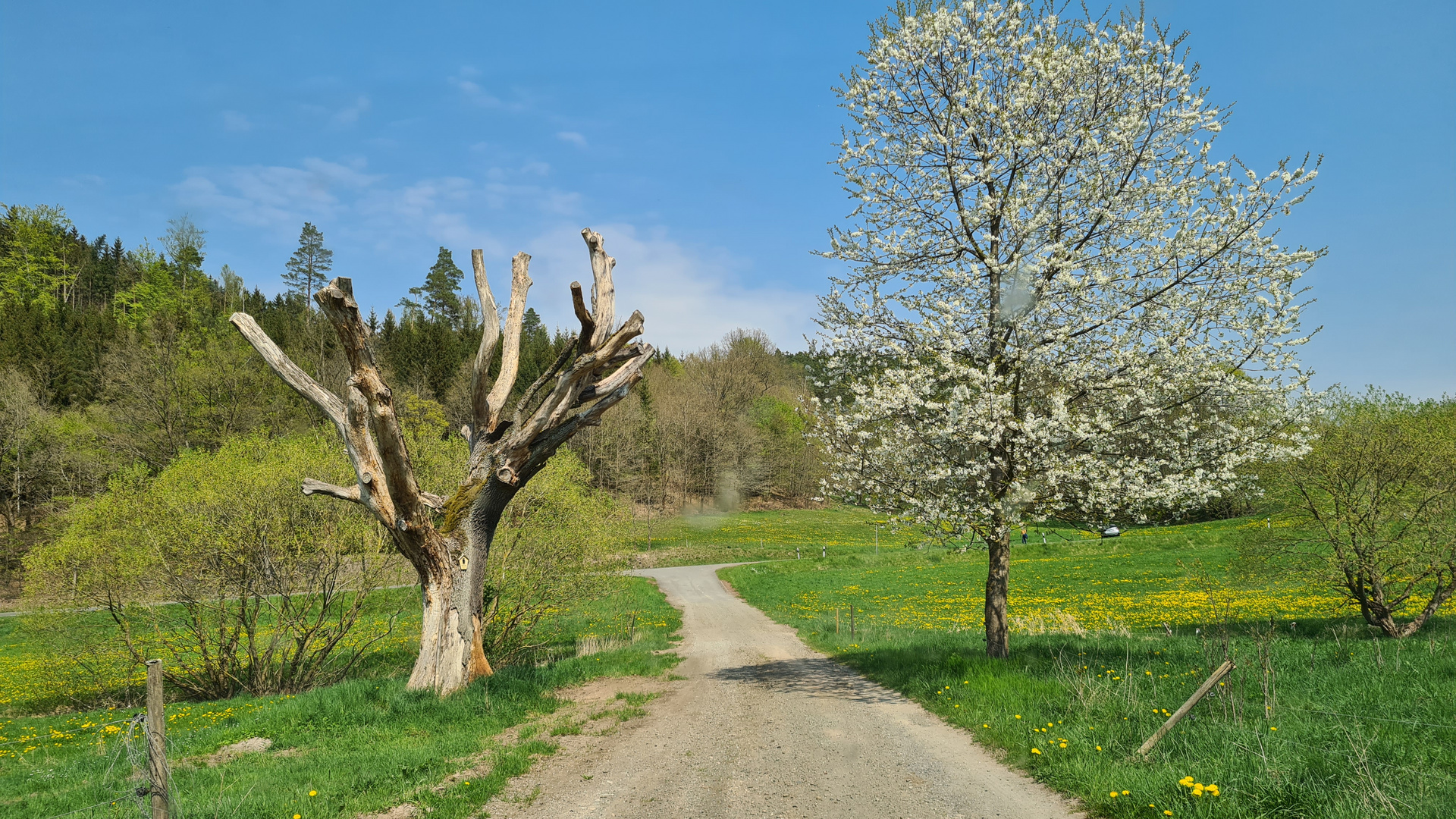 Tot und lebendig