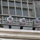 total angepasst - Tauben in Bari