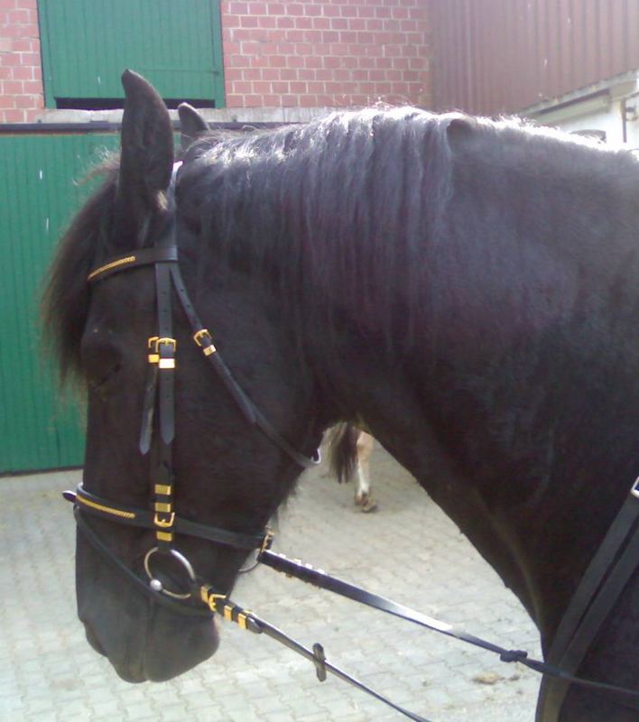 Total gelassen auch vor dem Reiten.....