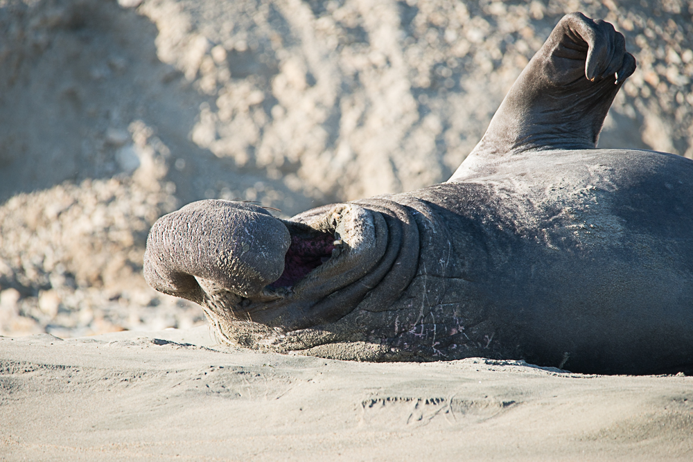 totally relaxed atDrakes Beach (Point Reyes)