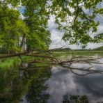 Totbaum im Gerkensumpf