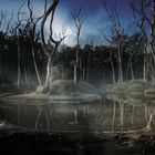 Tote Bäume am Teich