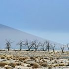 Tote Baeume bei Sossus Vlei - dead trees near Sossus Vlei