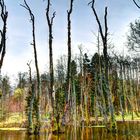 tote Bäume im Bibersee