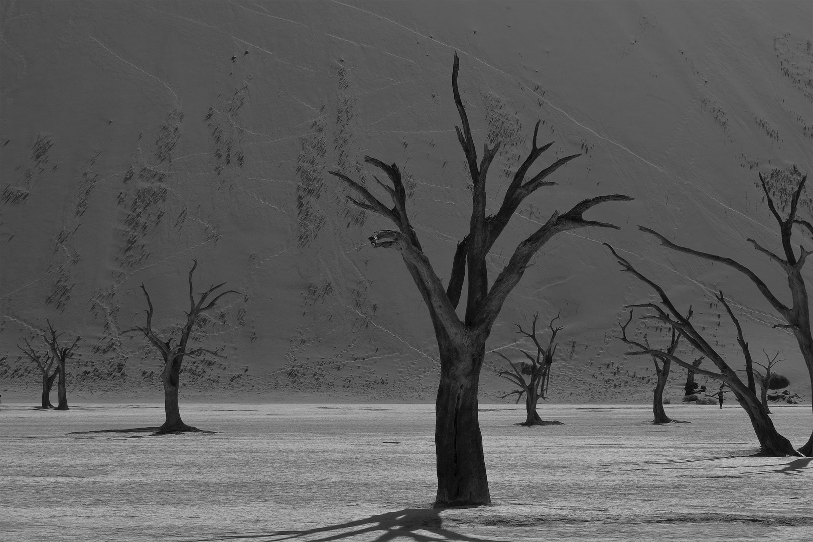 tote Bäume im  Dead Vlei