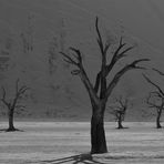 tote Bäume im  Dead Vlei