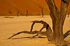 Tote Bäume im Deadvlei (Namib)