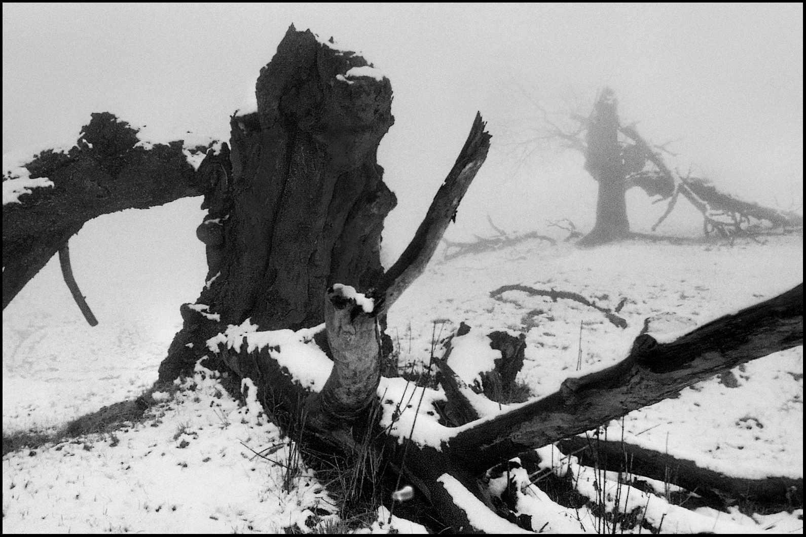 Tote Bäume im Schnee