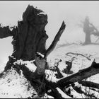 Tote Bäume im Schnee
