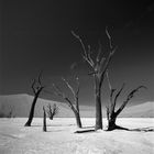 Tote Bäume im Sossusvlei / Namibia