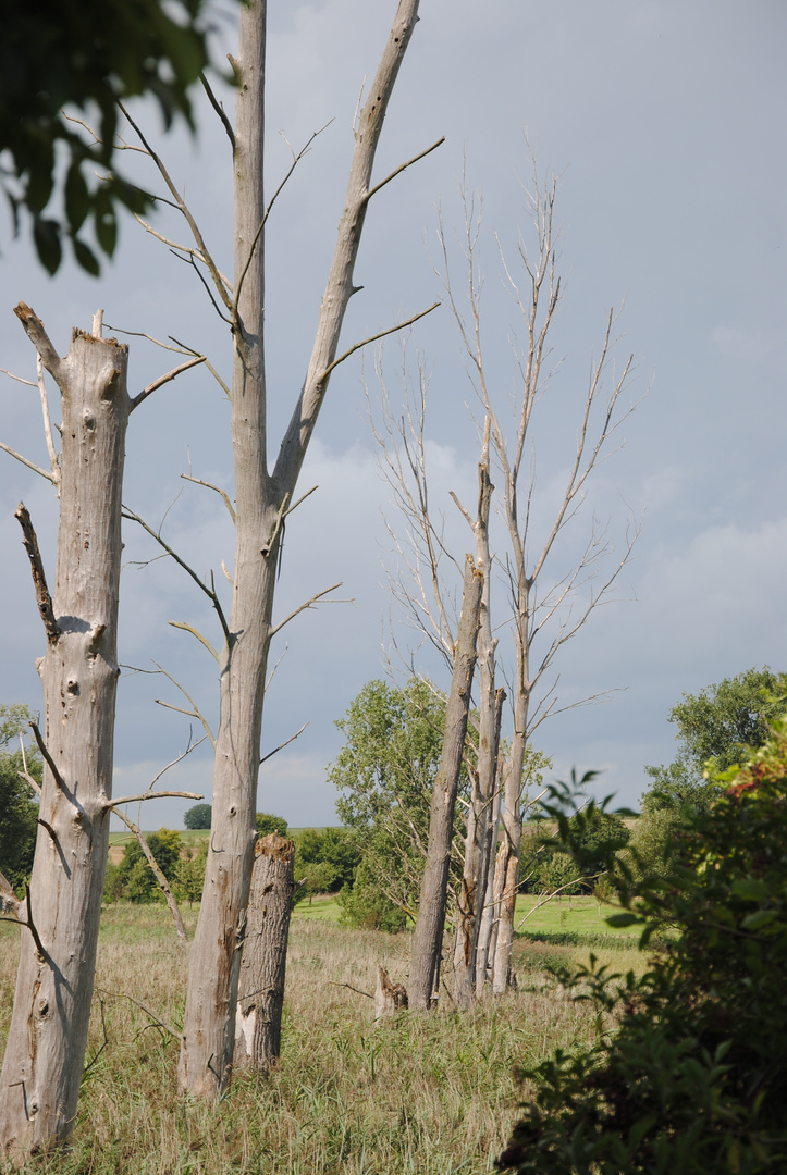 Tote Bäume in belebtem Biotop