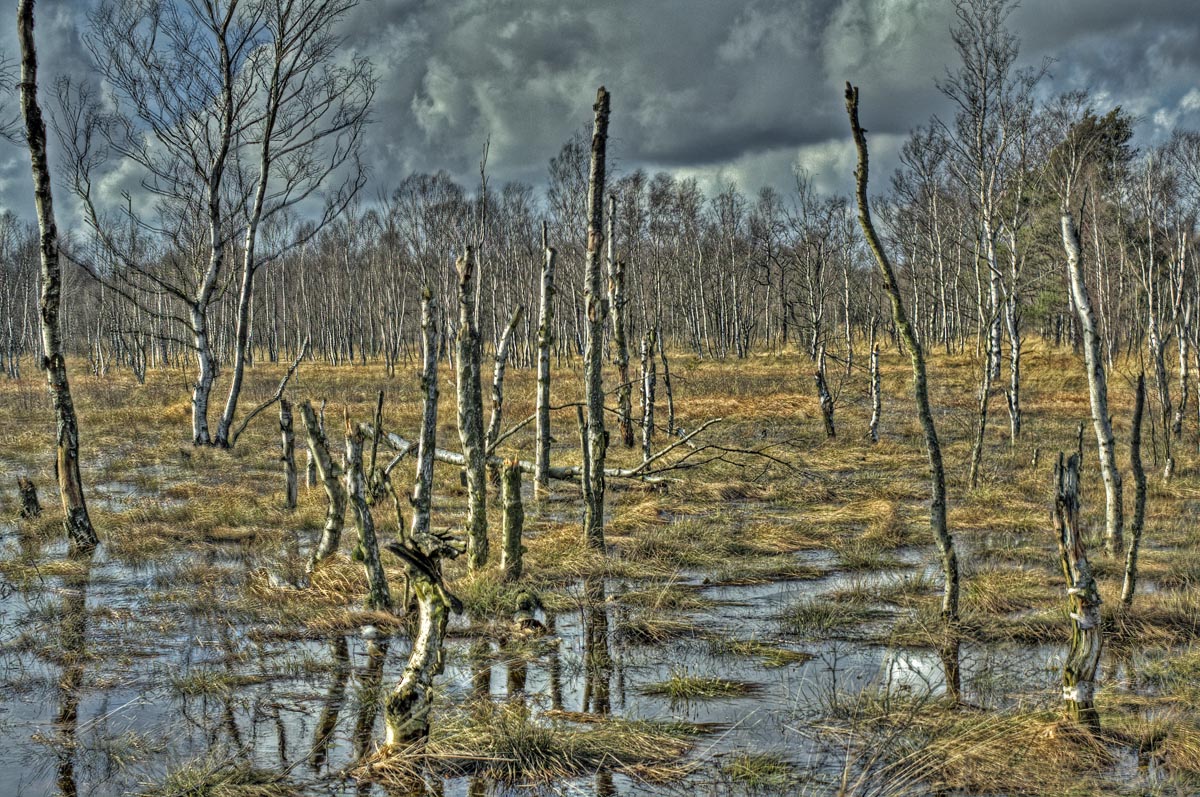 Tote Birken im Moor