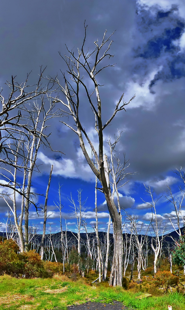 Tote Eukalyptusbäume bei Cabramurra in den Snowy Mountains