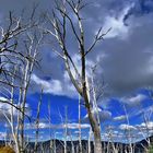 Tote Eukalyptusbäume bei Cabramurra in den Snowy Mountains