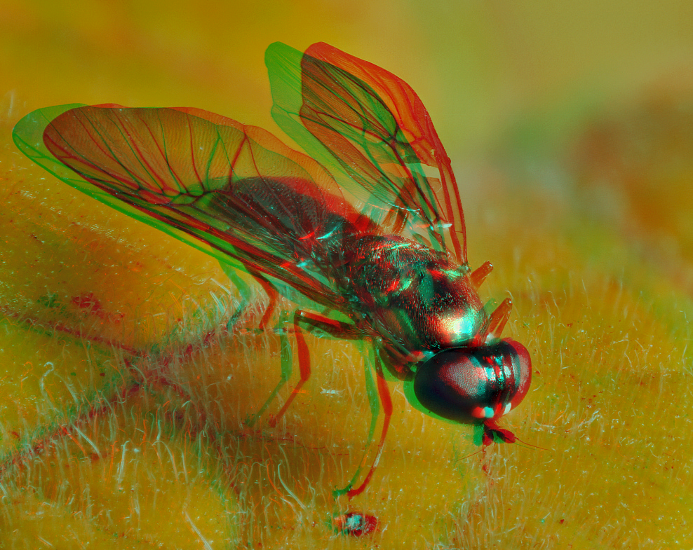 tote Fliege auf Physalisblatt {3D]