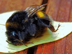 tote hummel