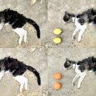 Tote Katze, 4 Obstsorten, paarweise links