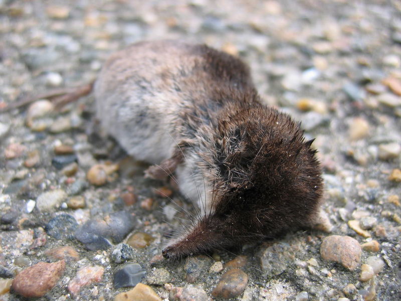 Tote Maus Foto Bild Tiere Wildlife Saugetiere Bilder Auf Fotocommunity