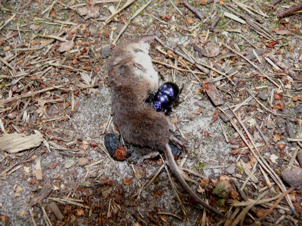 Tote Maus Wird Von Kafern Aufgefuttert Foto Bild Tiere Wildlife Insekten Bilder Auf Fotocommunity