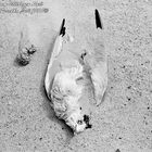 Tote Möve am Ellebogen auf der Insel Sylt