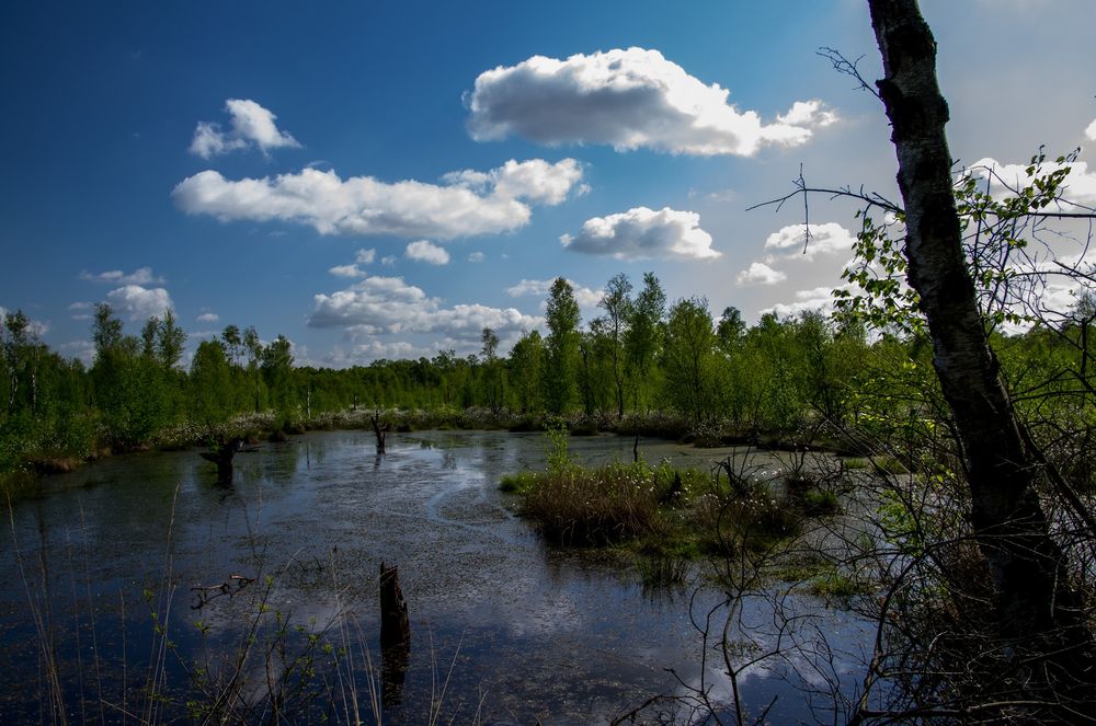 Tote Moor 2 (Steinhuder Meer)