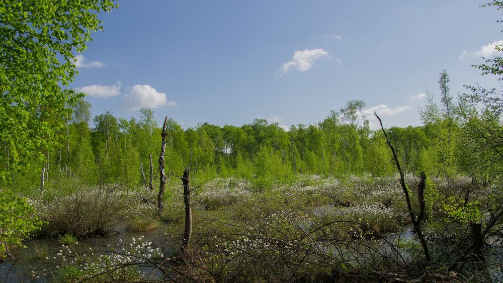 Tote Moor (Steinhude)