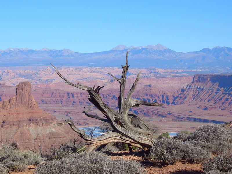 Tote Pferde - Dead Horse Point