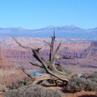 Tote Pferde - Dead Horse Point