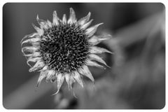 tote Sonnenblume