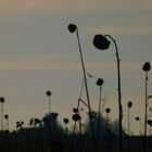 Tote Sonnenblumen