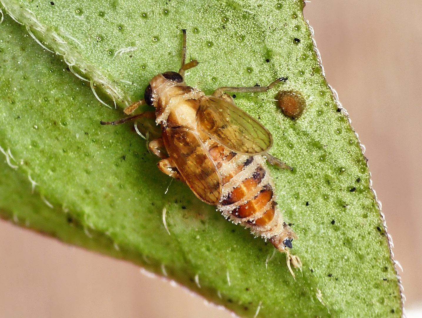 Tote Spornzikade (Delphacidae) auf Oregano-Blatt